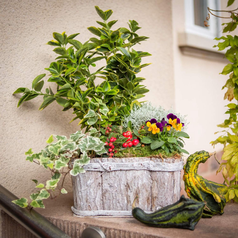 Arrangement de plantes